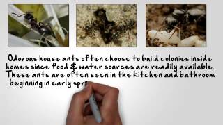 What are Sugar Ants?