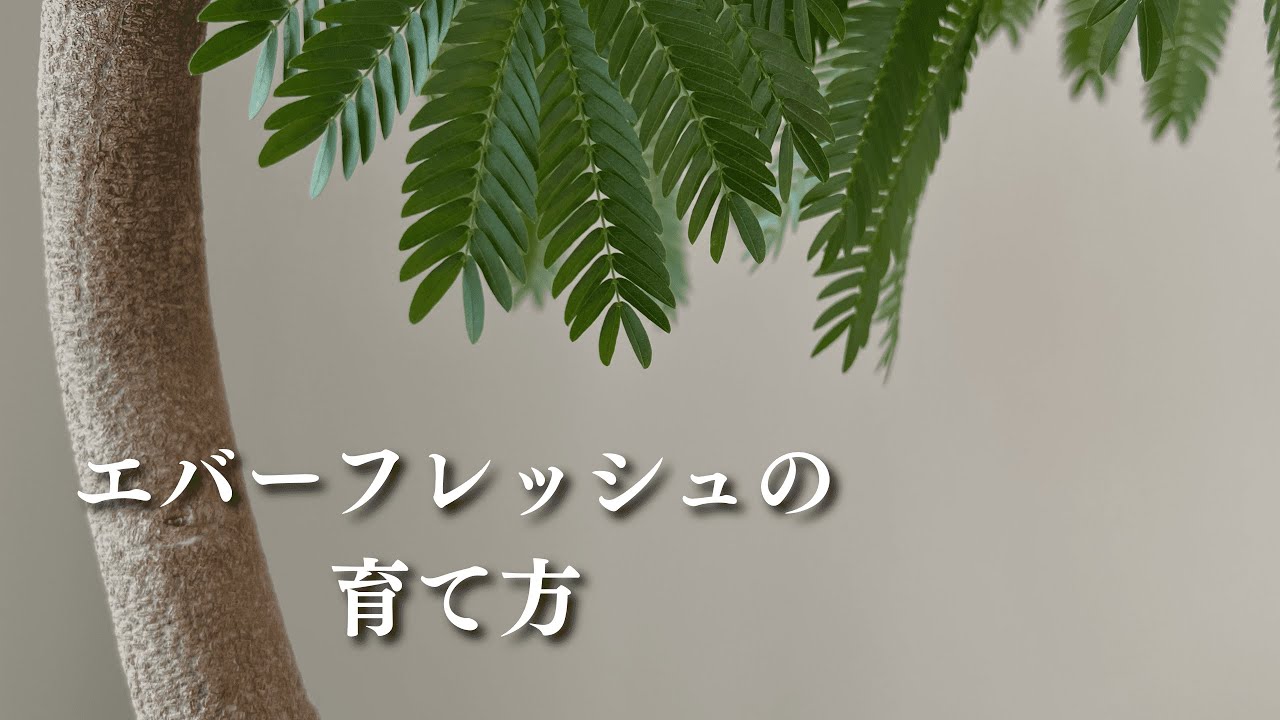 観葉植物 エバーフレッシュの育て方 Youtube
