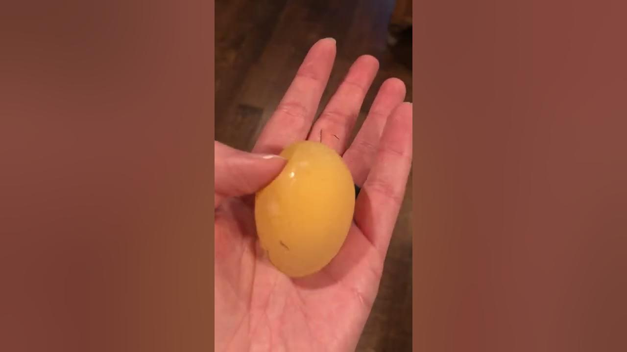 Soft Shell Egg Dissecting a chicken egg that was laid with a soft