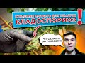 Страшная напасть для томатов – кладоспориоз😱. Что делать, как побороть?