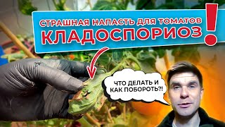 Страшная напасть для томатов – кладоспориоз😱. Что делать, как побороть?