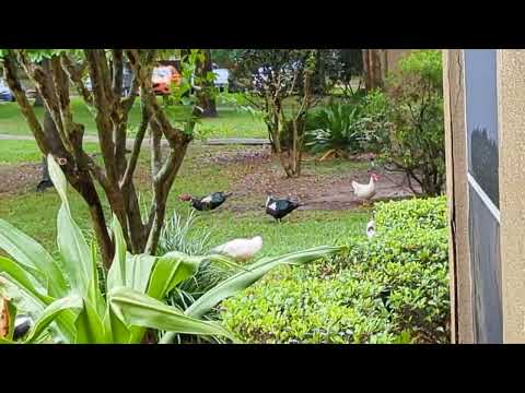 4 Male Muscovy Ducks in Group then Chasing Ensues at Oviedo Grove Apartments! Florida