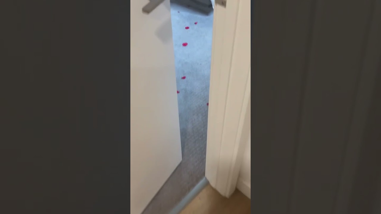 МОИ КОШКИ ￼ЗАШЛИ СЛИШКОМ ДАЛЕКО С ЭТИМИ ОТНОШЕНИЯМИ 😹 