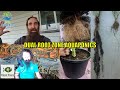 Dual root zone aquaponics with steve from potent ponics