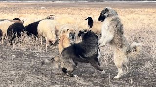 Download Lagu PANİ SÜRÜ KÖPEKLERİNE KARŞI..! TEK BAŞINA OLMASINA RAĞMEN YİNE KİMSEYE EYVALLA ETMİYOR.  MP3