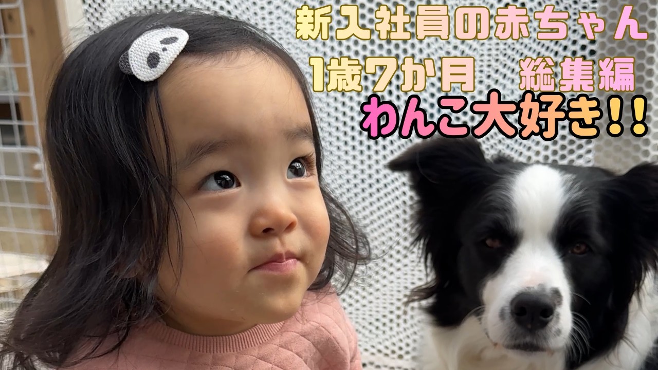 新入社員の赤ちゃん　生後1歳7か月　総集編#kids #daughter #子供#成長#育児#可愛い #子育て #子持ち