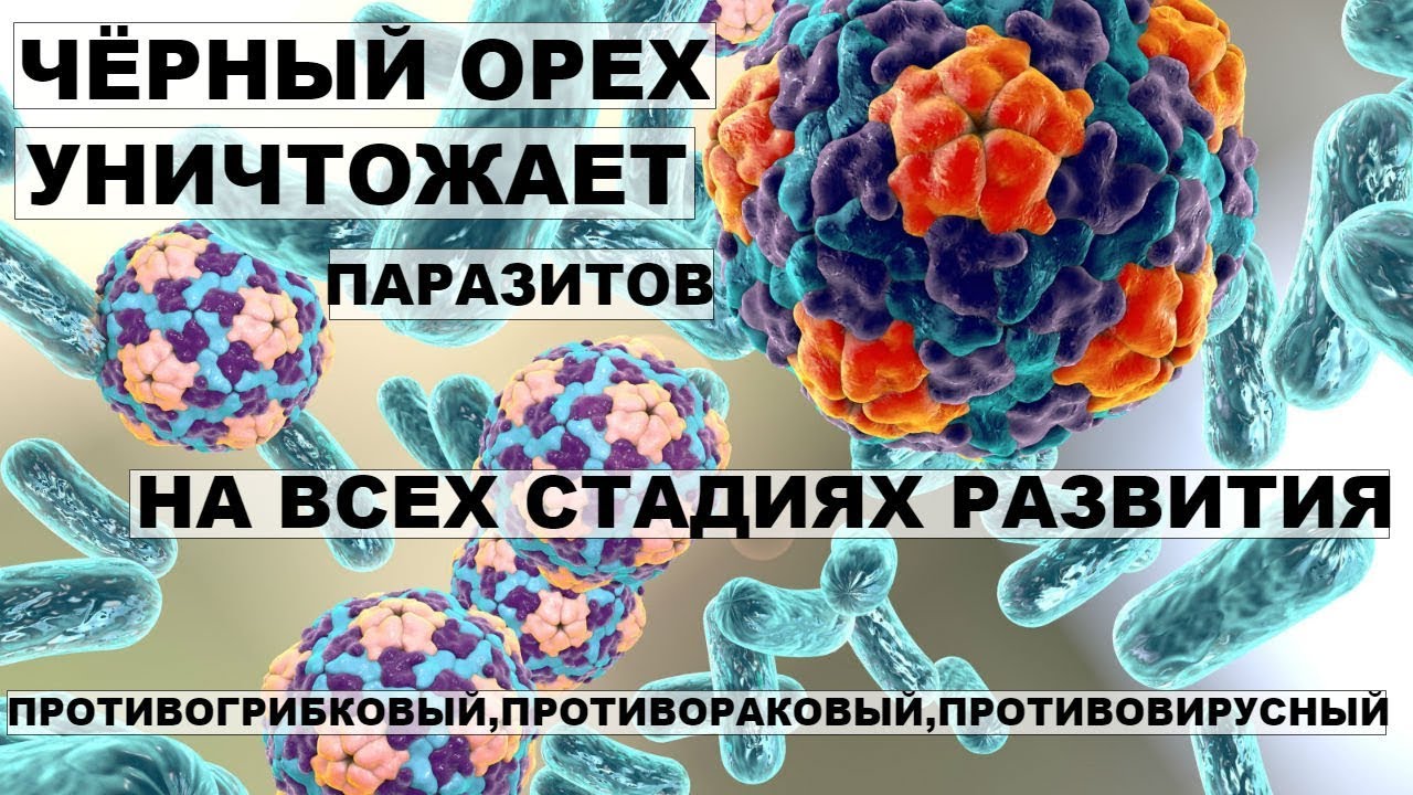 ЧЁРНЫЙ ОРЕХ УНИЧТОЖАЕТ ПАРАЗИТОВ НА ВСЕХ СТАДИЯХ РАЗВИТИЯ. Лечебные свойства чёрного ореха