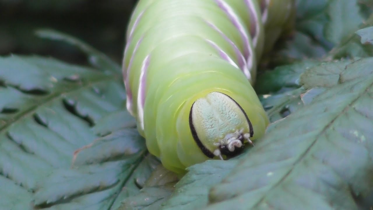 Le Sphinx du Troène