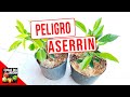 EL ASERRIN MATA TUS PLANTAS - COMO USAR EL ASERRIN EN EL HUERTO O JARDIN