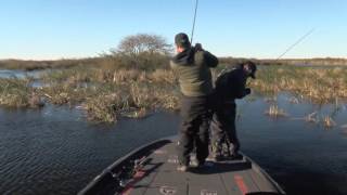 ZAFS2016 12 Hackney Grosse Savanne Internet  HD