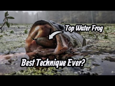 Top Water Frog Bass Fishing