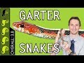 Garter Snake, The Best Pet Snake?