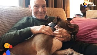 Patrick Stewart's Foster Pit Bull Dog Finds A Forever Home Amid UK Pit Bull Ban | The Dodo