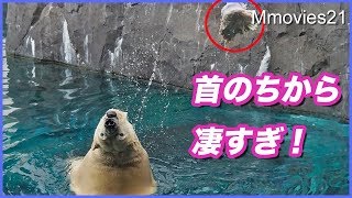 牛骨遊びではじけたリラが突然走り出す Polar Bear Life