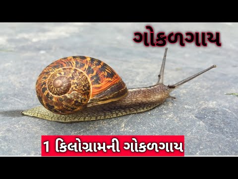 ગોકળગાય | દુનિયાની સૌથી લાંબી ગોકળગાય | largest snail in the world | snail in the face