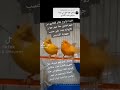 فترة تزاوج طائر الكناري