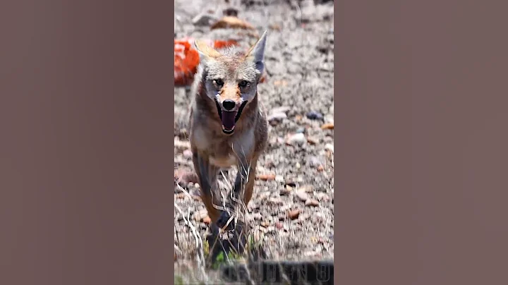 AGGRESSIVE COYOTE FULL ATTACK MODE