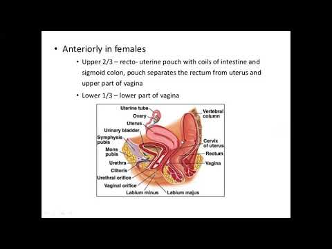 Anatomy of Sigmoid Colon and Rectum by dr: Sadia