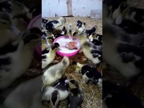 وصفة لعلاج الاسهال عند البط بمعلقتين اتنين من البيت