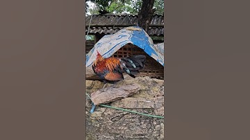 gà rừng tơ mã vàng phải nói là đỉnh cao.qaib qus khav theeb tiag tiag