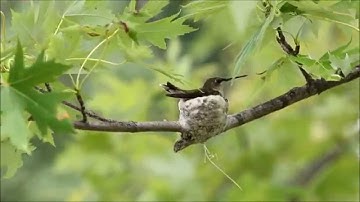 Lucy The Nesting Ruby Throated Hummingbird