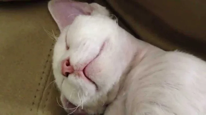 Watch the video about Super funny Devon Rex kitten talking in her sleep! So cute!