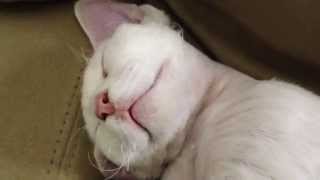 Super funny Devon Rex kitten talking in her sleep! So cute! by Miette Rex 23,896 views 9 years ago 1 minute, 32 seconds