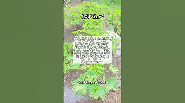 سورة المائدة ٤ #قرآن #قرآن_كريم #قران #قران_كريم #قرأن #اكسبلور #quran