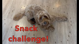 Labradoodle vs. Snack Challenge! by Doodle Koda 708 views 1 year ago 3 minutes, 12 seconds