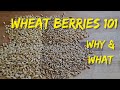 Wheat Berries -  Long Term Food Storage