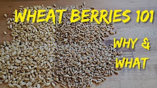 Wheat Berries   Long Term Food Storage
