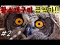 밤의제왕 #2 악성외래종 황소개구리 킬러!! 수리부엉이 (황소개구리, 닭, 논병아리, 쥐 사냥) Lord of the night#2 Bullfrog Killer Eagle Owl