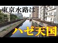 【5月のハゼ】今年のハゼ釣りも爆釣間違いなし！そんな検証動画になりました