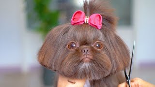 видео: Шоколадный щенок растопит ваше сердце!✂️❤️🐶 картинка: Шоколадный щенок растопит ваше сердце!✂️❤️🐶