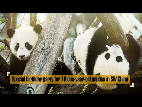 Live: Special birthday party for 18 one-year-old pandas in SW China四川2018级大熊猫宝宝一岁啦！