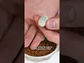 Cutting Gecko Eggs Because Of My Paternal Drive рџ Cutting Gecko Eggs Because Of My Paternal Drive рџ