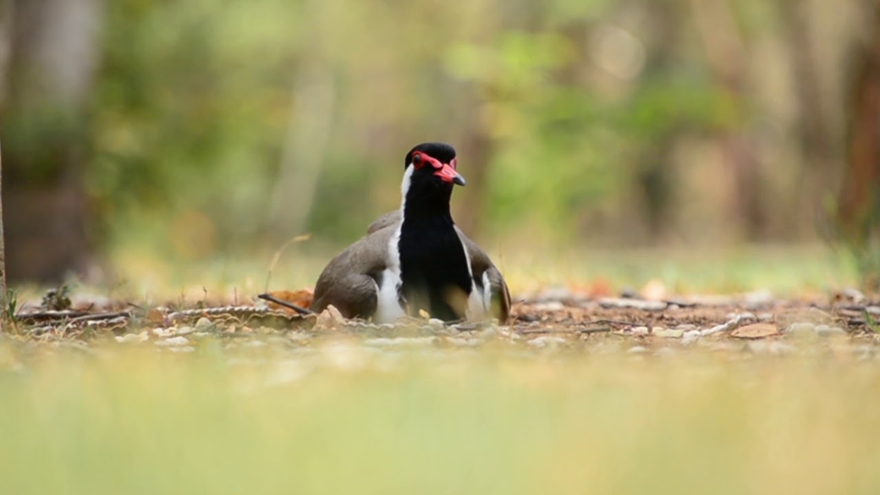 Red Wattled Lapwing and baby - Wildlife Documentary HD | by Avkash Chevli