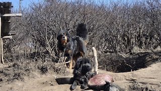 भेडीगोठको भोटेकुकुर Bhote Kukur of Shepherds/Nomads Nepal