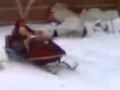 Dog riding a snowmobile