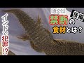 【犯罪】インド禁断の食材「コダイ」の調理の仕方！