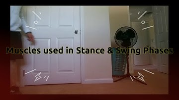 PTA Student Muscles used in Stance & Swing Phase
