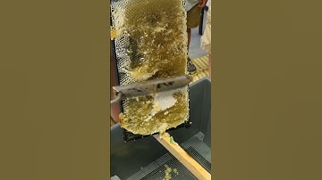 Using A Honey Extractor To Get Sweet Success #honeybee #beekeeping #honeyextraction