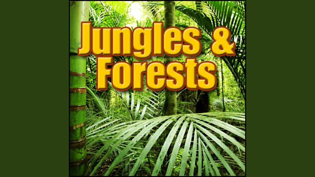Forest, Rain - Rain Forest: Afternoon Ambience: Heavy Insects Forests, Jungles & Swamps,...