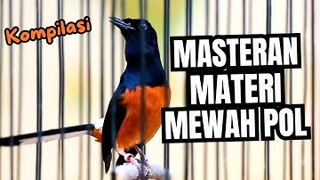 MASTERAN MURAI BATU FULL ISIAN TEMBAKAN MATERI MEWAH SANGAT AMPUH UNTUK MELATIH MURAI BONGKAR ISIAN
