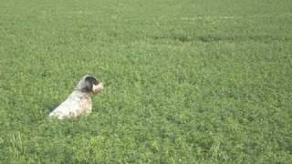 EPAGNEUL BRETON HUNTING QUAILS IN GREECE Training Mode OI PROTES FERMES STA ORTUKIA FERMA No5