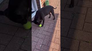 Which Staffordshire Bull Terrier doesn't like balls?  #shorts