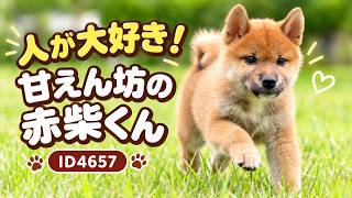 赤柴 赤柴オス子犬】ID4657の詳細情報と購入ガイド｜価格・血統・保証内容