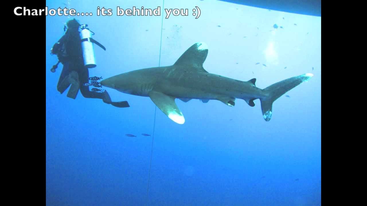 Diving with Oceanic Whitetip Sharks Egypt 2012 YouTube