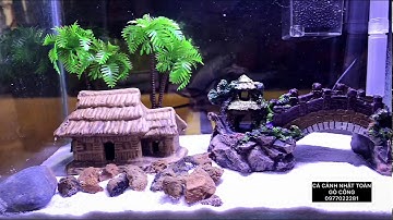 COMBO HỒ CÁ MINI TẠI TIỆM CÁ CẢNH NHẬT TOÀN GÒ CÔNG 0977022281