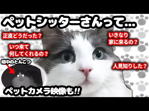 旅行のため、初めてペットシッター頼んでみた結果！【ノルウェージャンフォレストキャット】【保護猫】